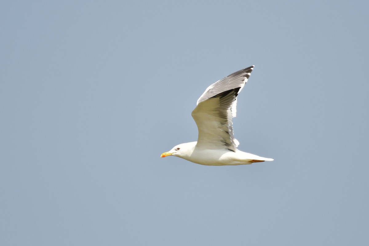 Lesser Black-backed Gull - ML647494479