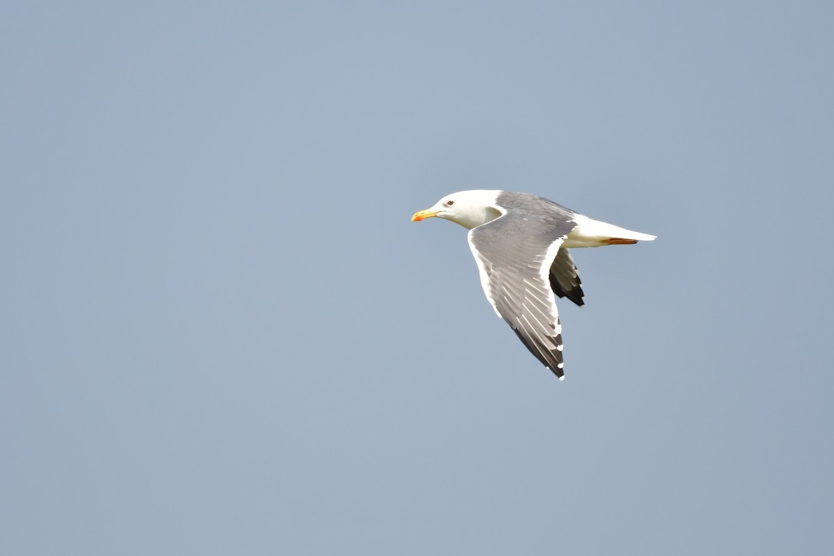 Lesser Black-backed Gull - ML647494480