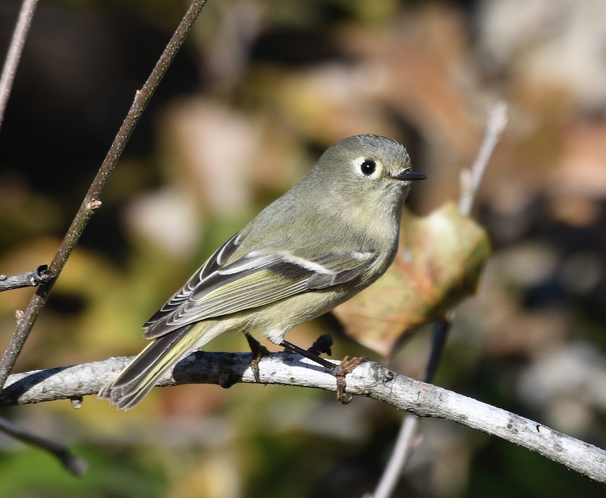 Ruby-crowned Kinglet - ML647494485