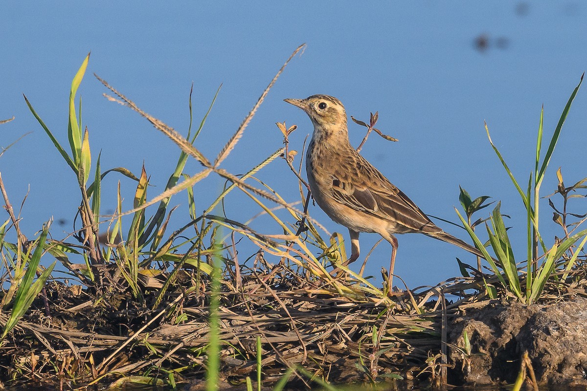 Richard's Pipit - ML647494491