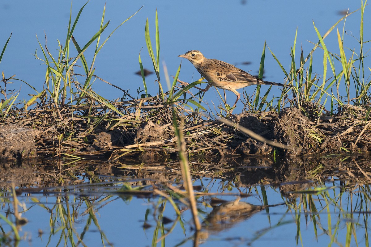Richard's Pipit - ML647494492