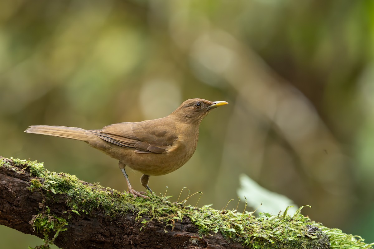 Merle fauve - ML647494502