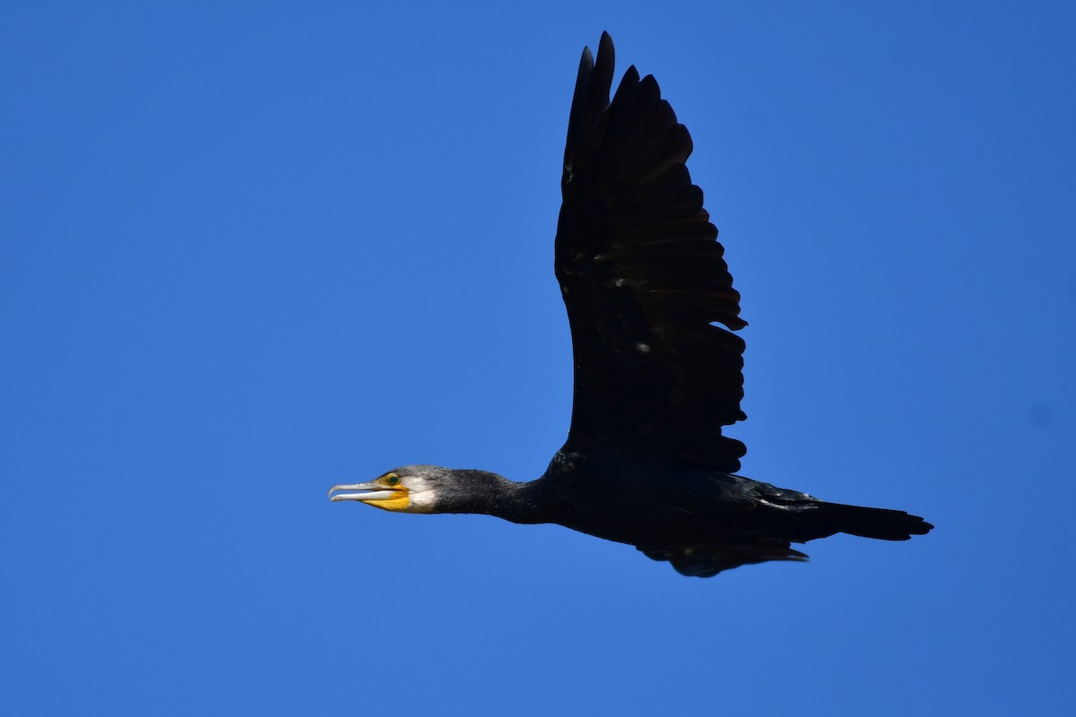 kormorán velký - ML647494503