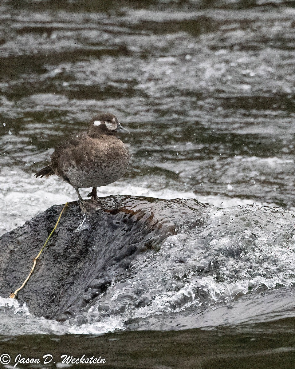 Ahate arlekina - ML647494515