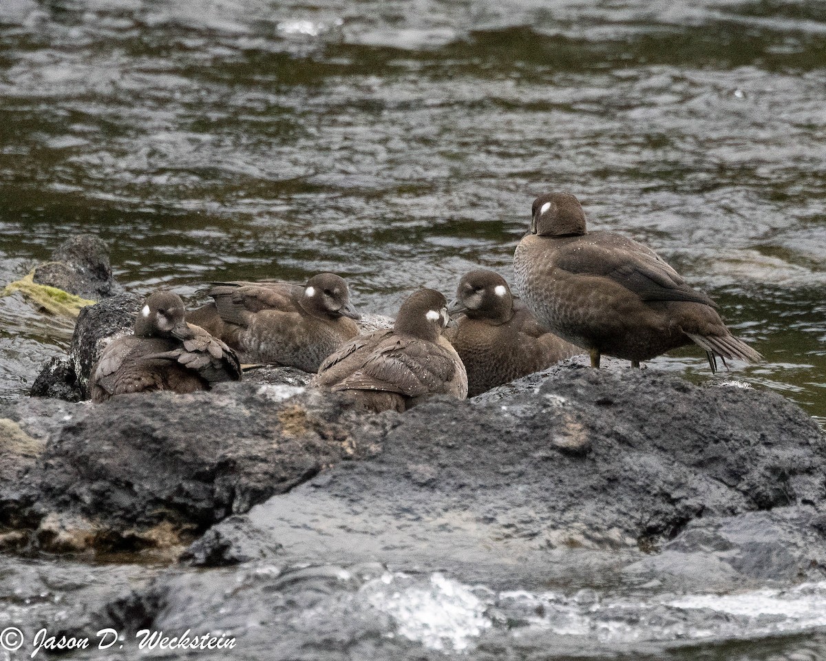 Ahate arlekina - ML647494516