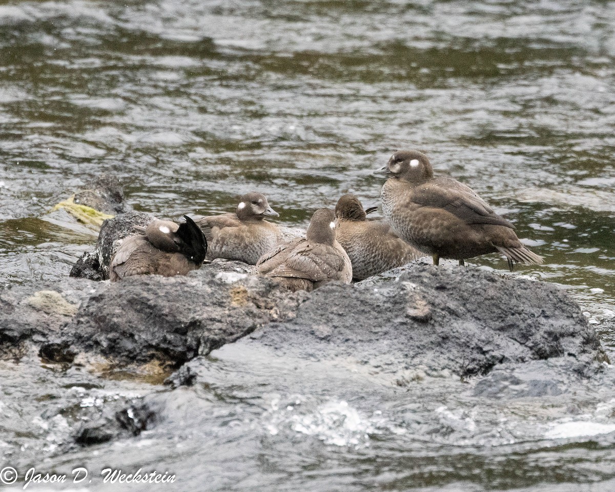 Ahate arlekina - ML647494517