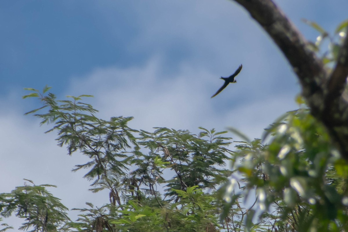 White-collared Swift - ML647494532