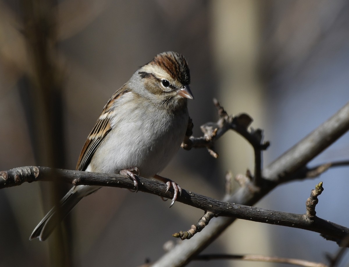 Chipping Sparrow - ML647494533