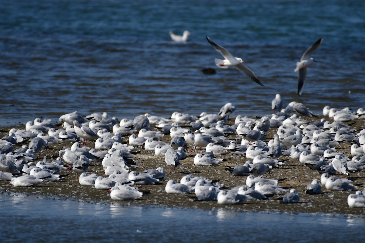 שחף אגמים - ML647494536