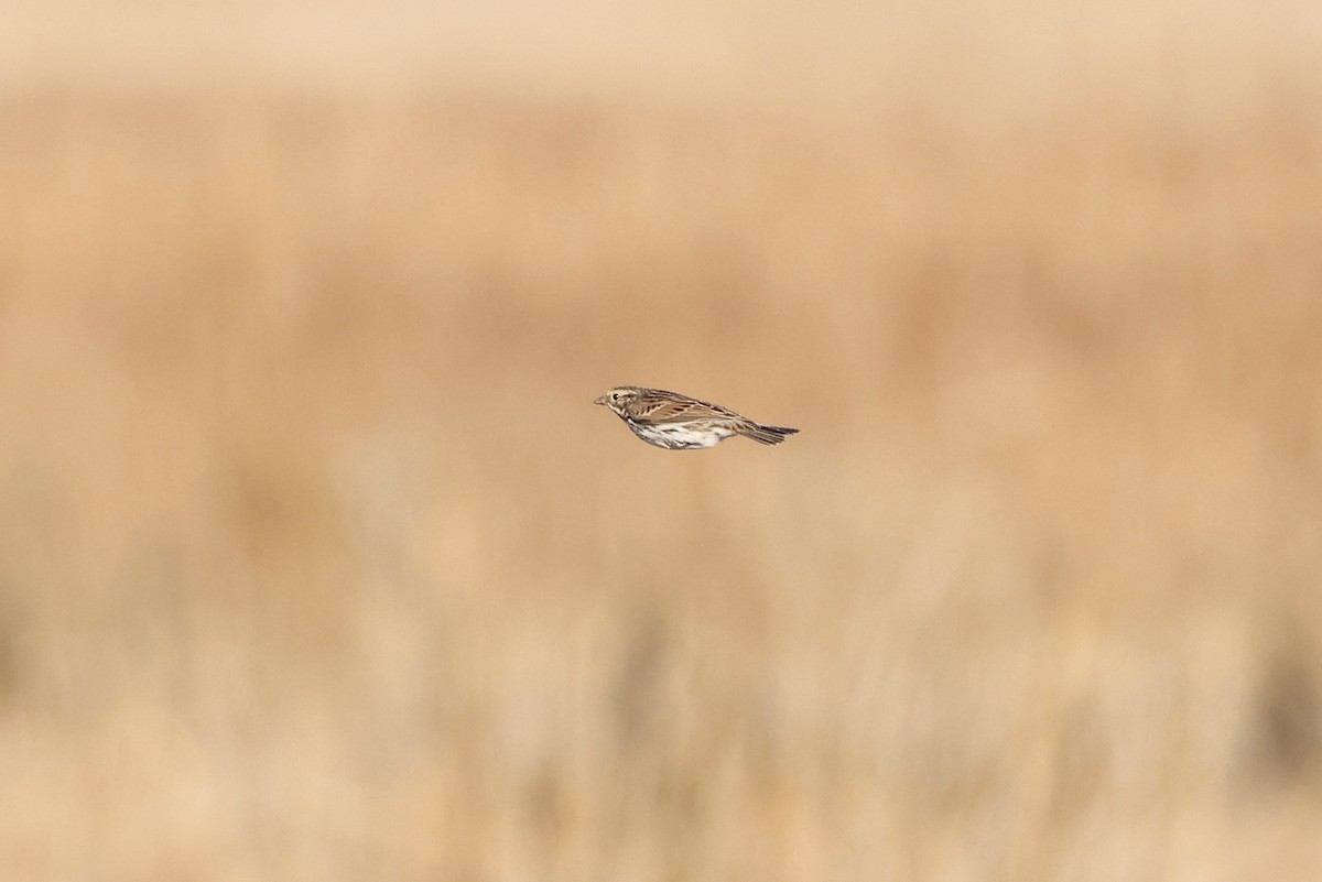 Пасовник савановий - ML647494543