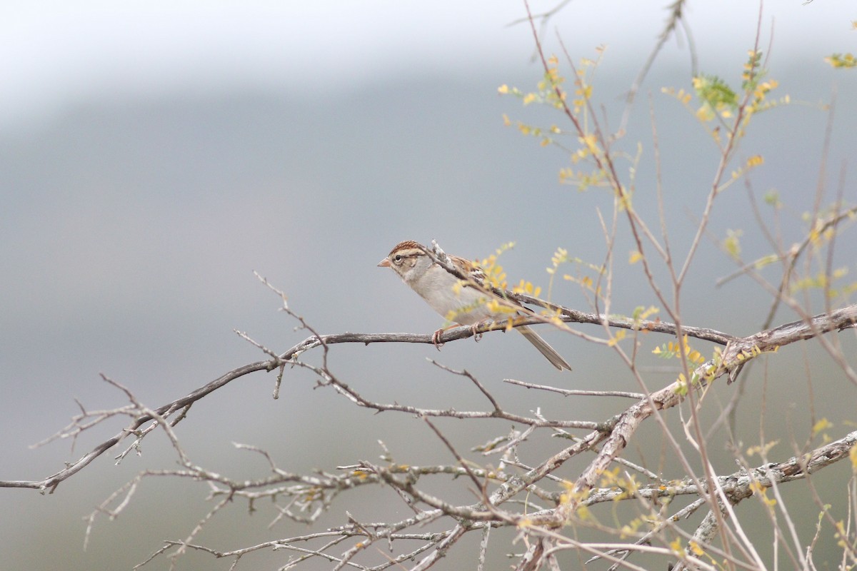 Chipping Sparrow - ML647494544