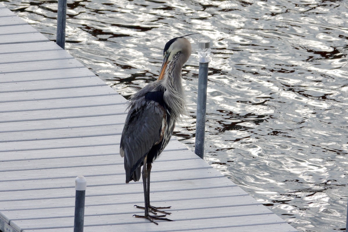Great Blue Heron - ML647494545