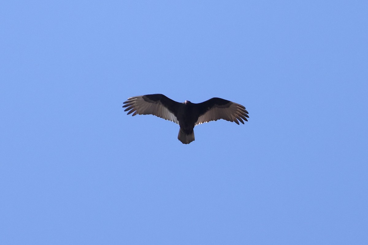 Turkey Vulture - ML647494547