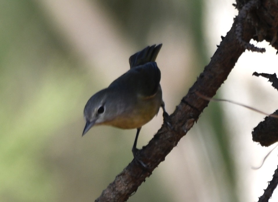 Pine Warbler - ML647494549