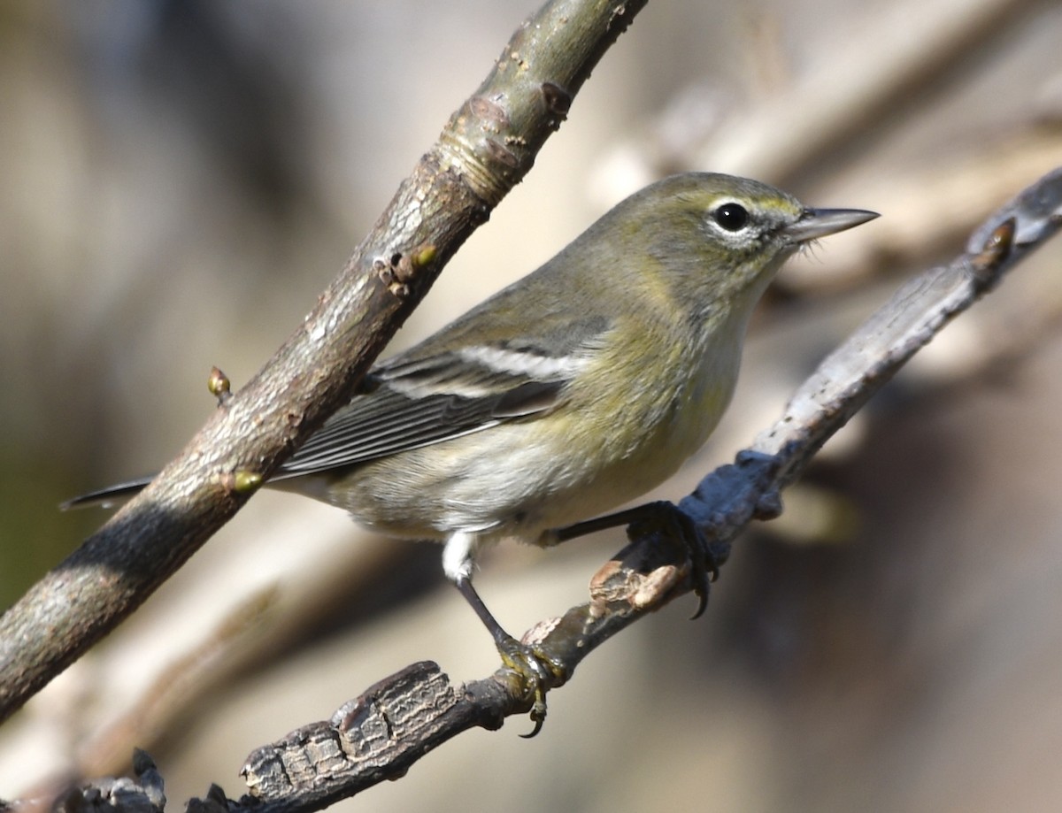 Pine Warbler - ML647494551