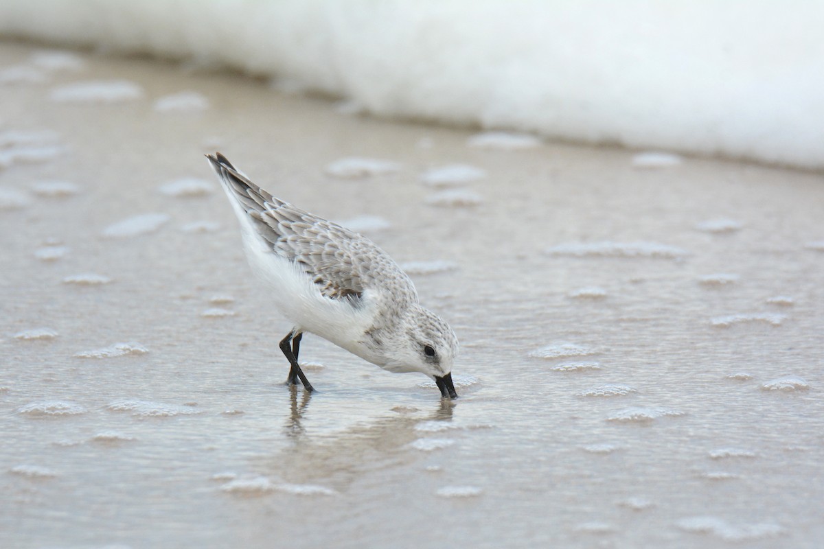 חופית לבנה - ML647494553
