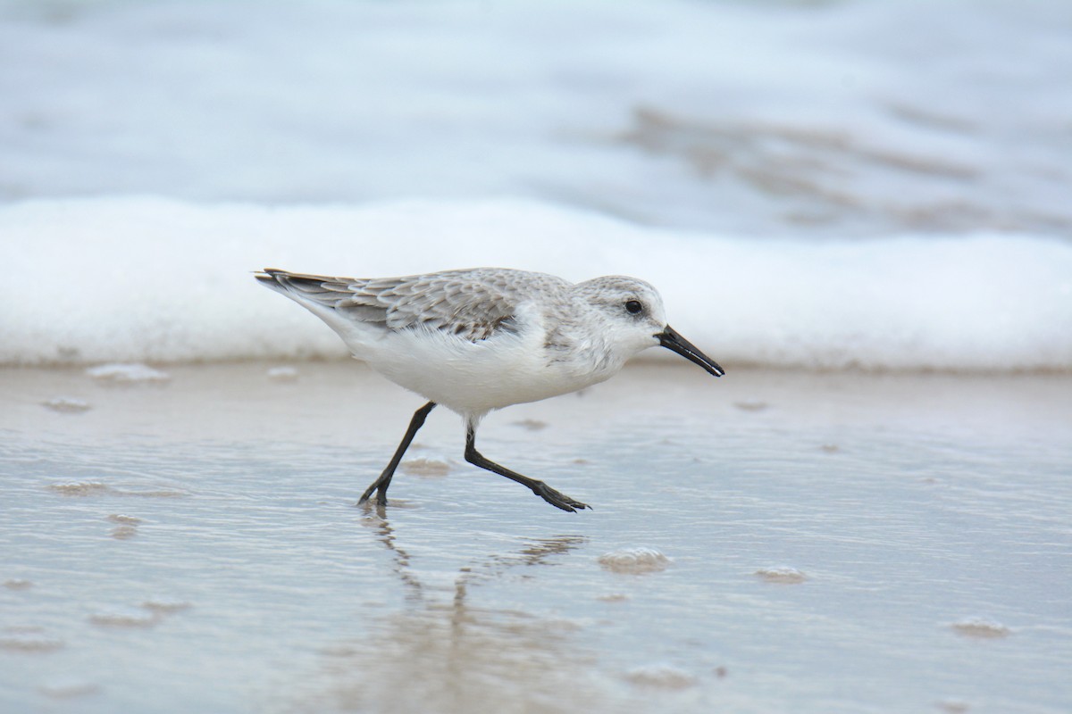 חופית לבנה - ML647494554