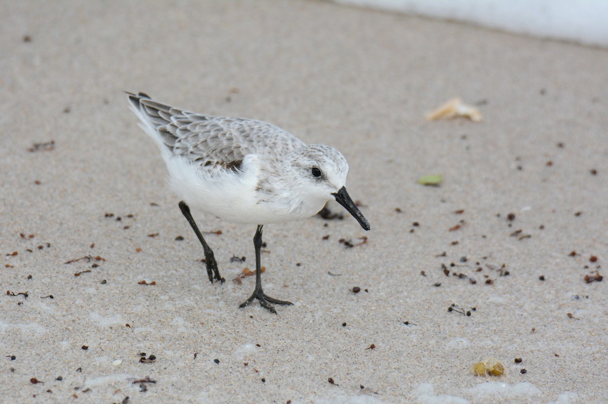 חופית לבנה - ML647494555
