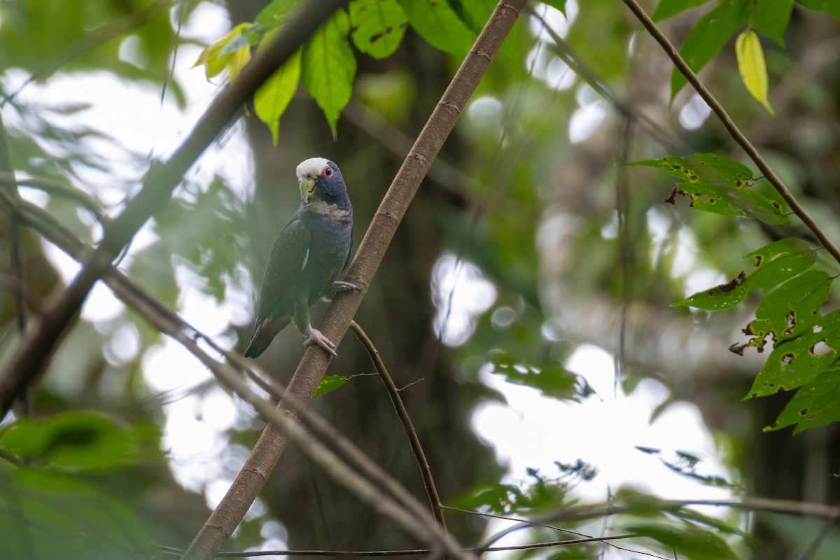 Loro Senil - ML647494556