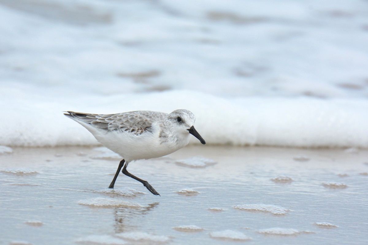 חופית לבנה - ML647494557