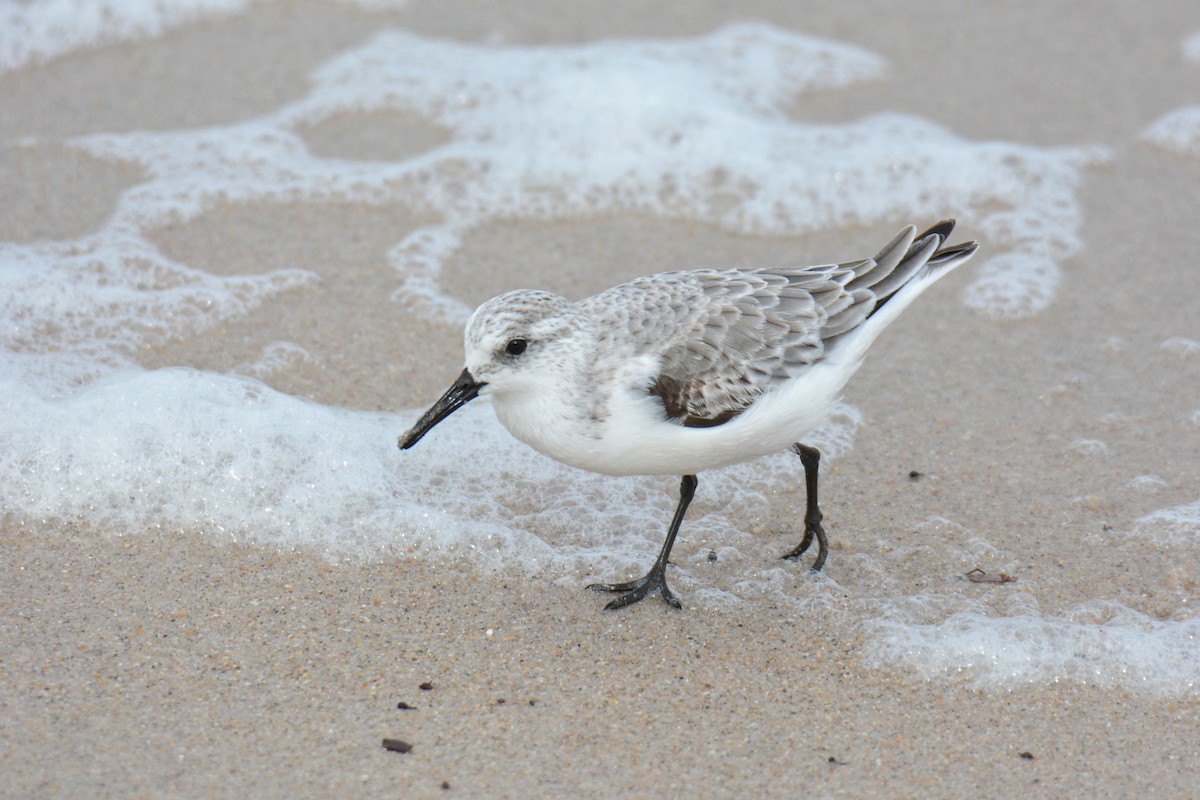 חופית לבנה - ML647494558