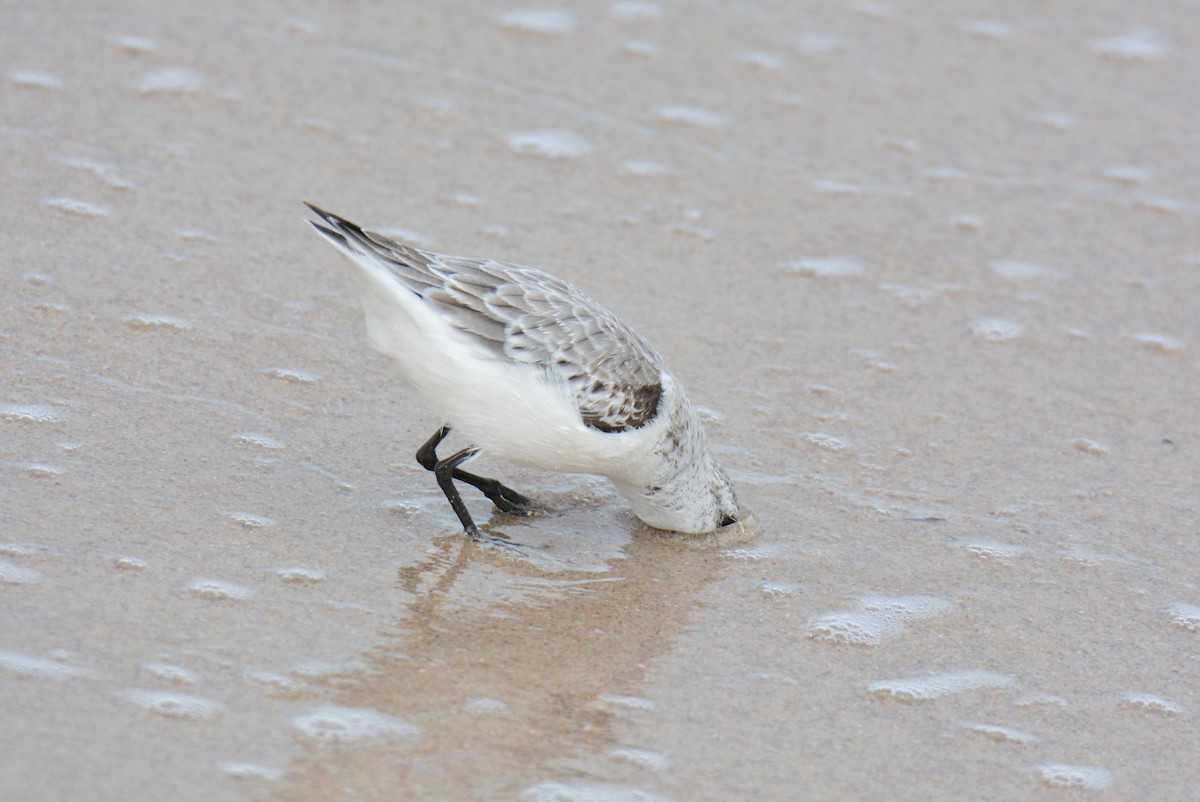 חופית לבנה - ML647494559