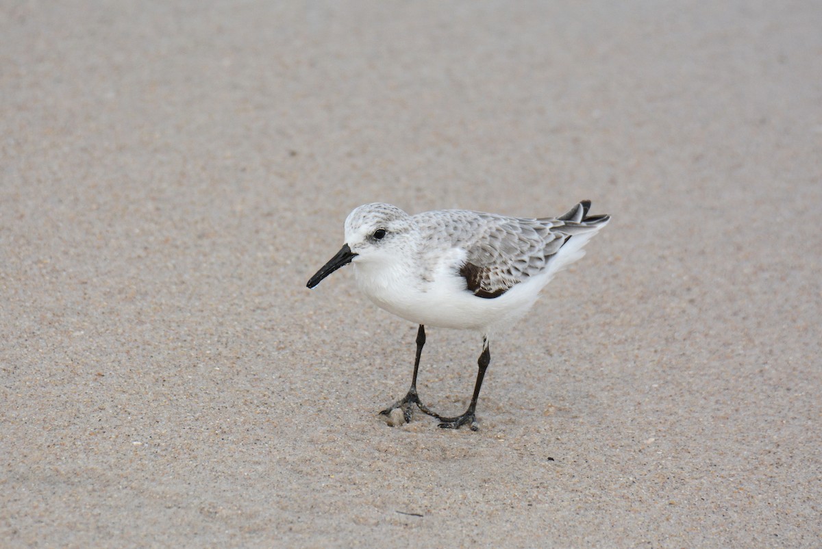 חופית לבנה - ML647494560