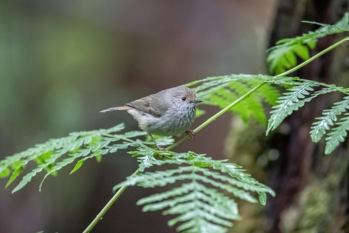 Brown Thornbill - ML647494567