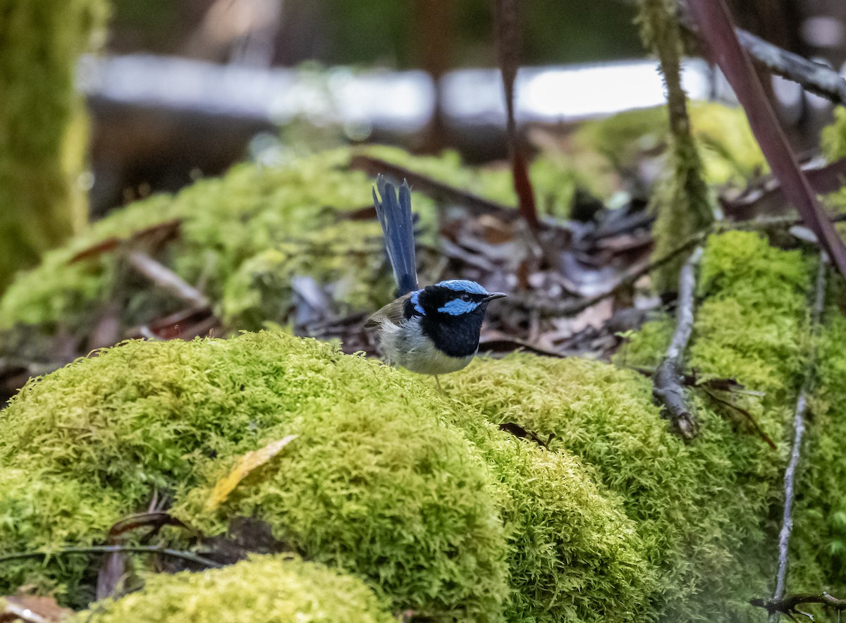 Superb Fairywren - ML647494568