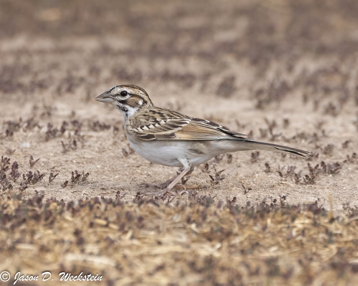 Lark Sparrow - ML647494569