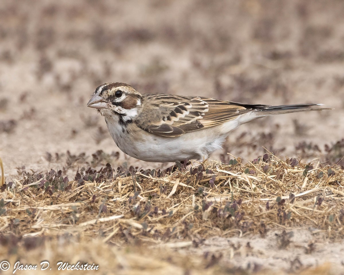 Lark Sparrow - ML647494570