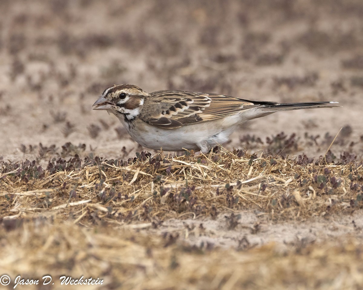 Lark Sparrow - ML647494571