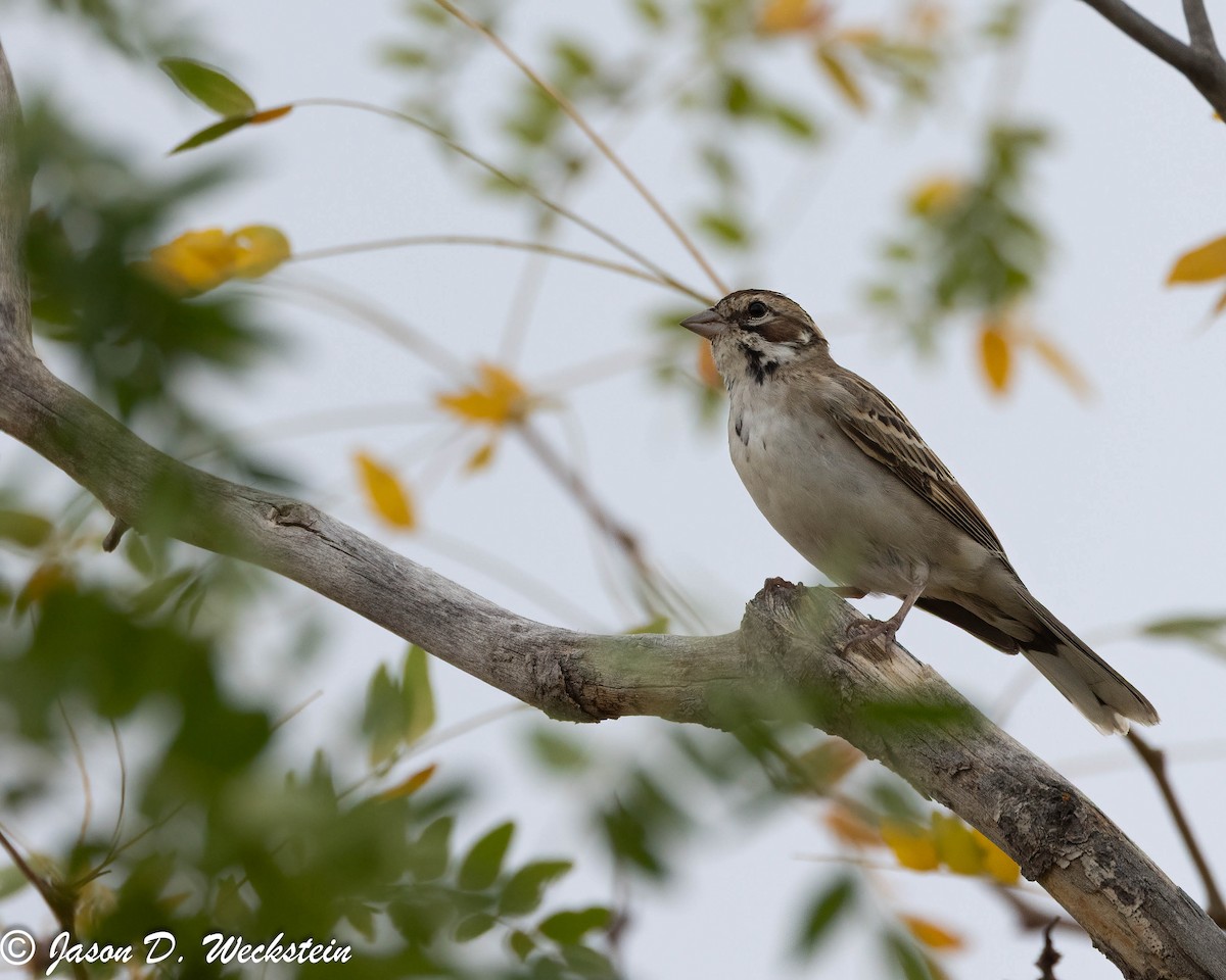 Lark Sparrow - ML647494572