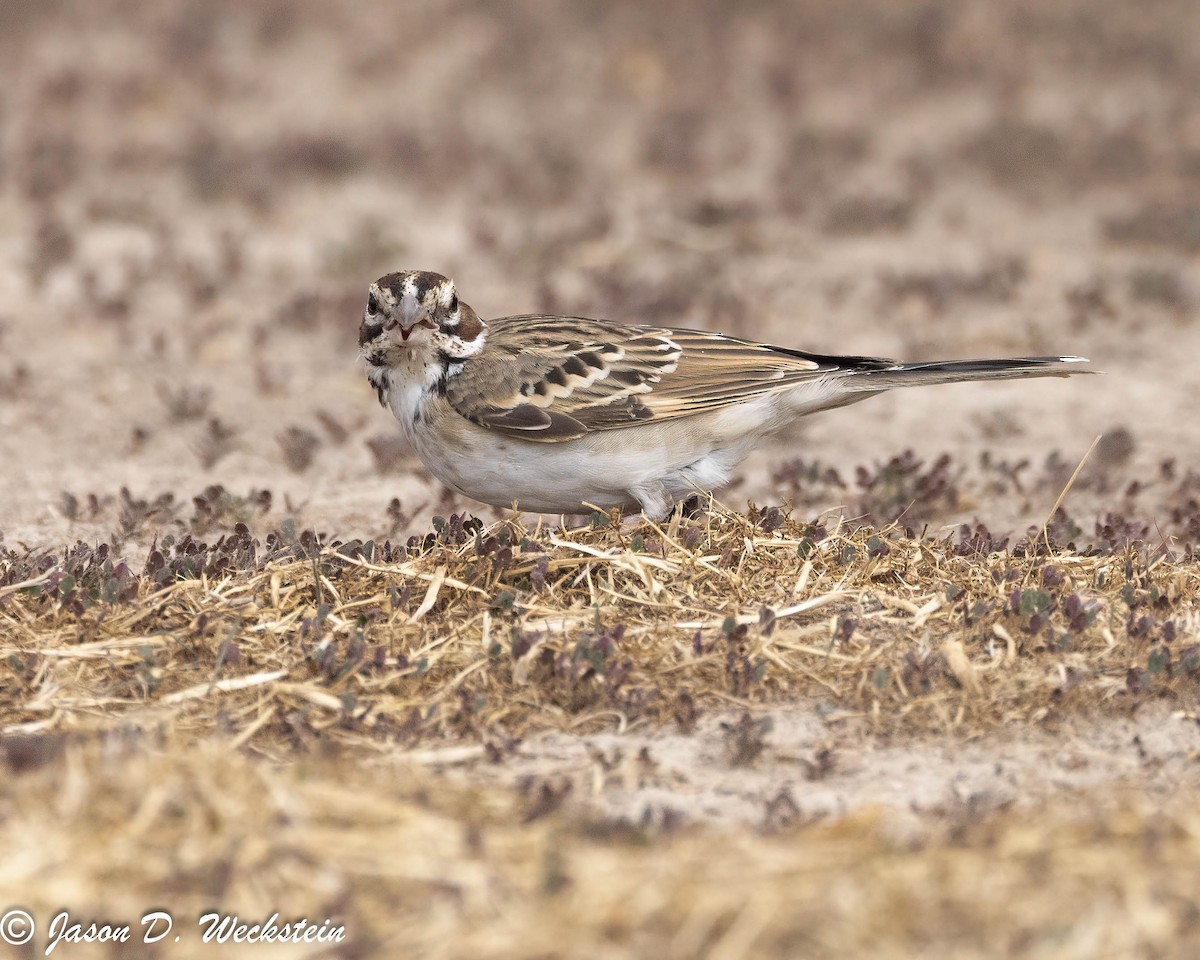 Lark Sparrow - ML647494573