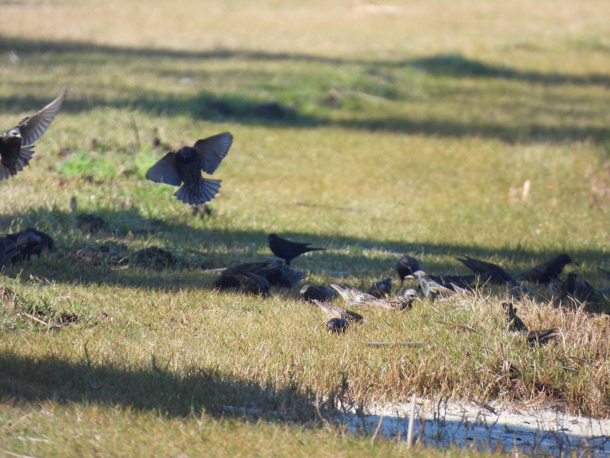 European Starling - ML647494574