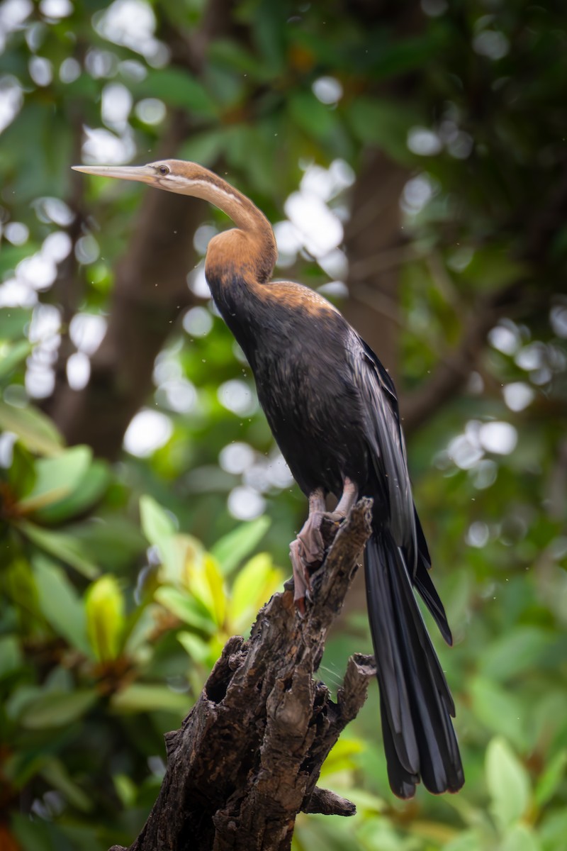 נחשון אפריקני - ML647494576