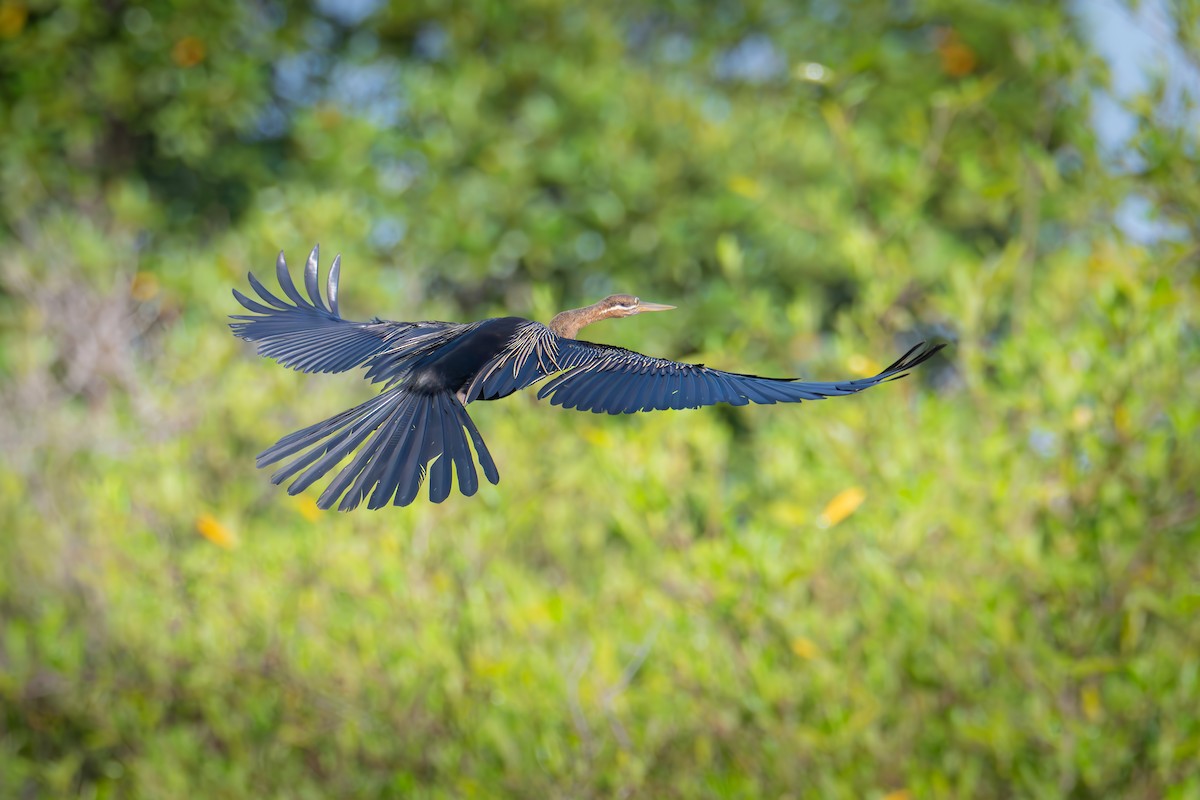 נחשון אפריקני - ML647494577