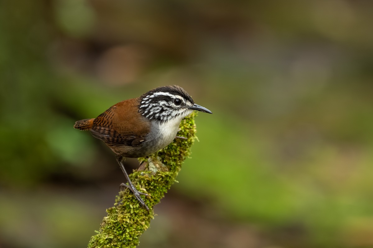 White-breasted Wood-Wren - ML647494578