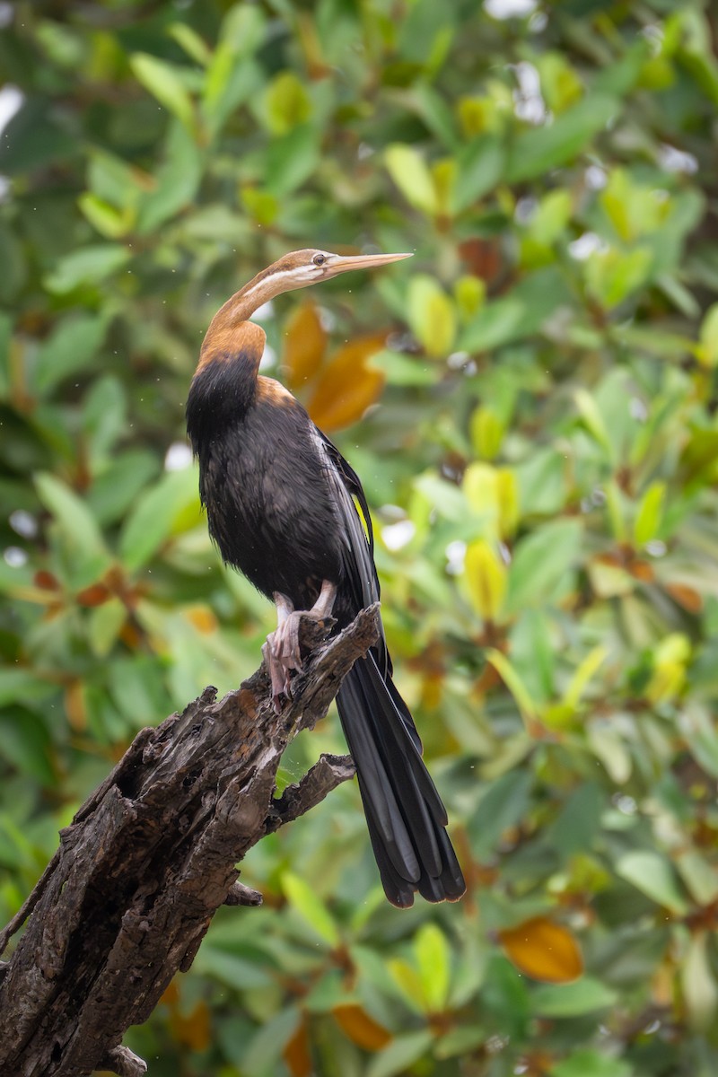 נחשון אפריקני - ML647494580
