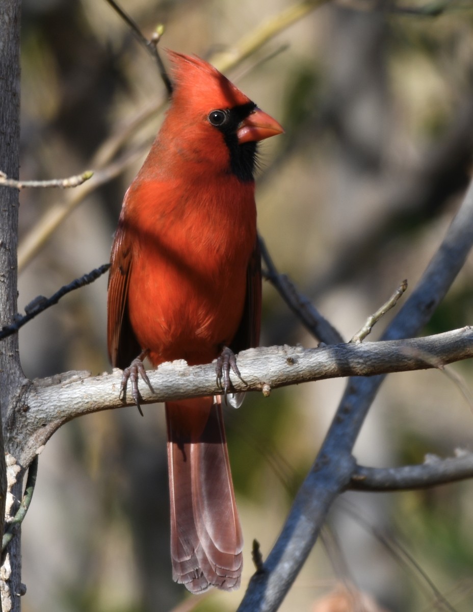 קרדינל צפוני - ML647494581