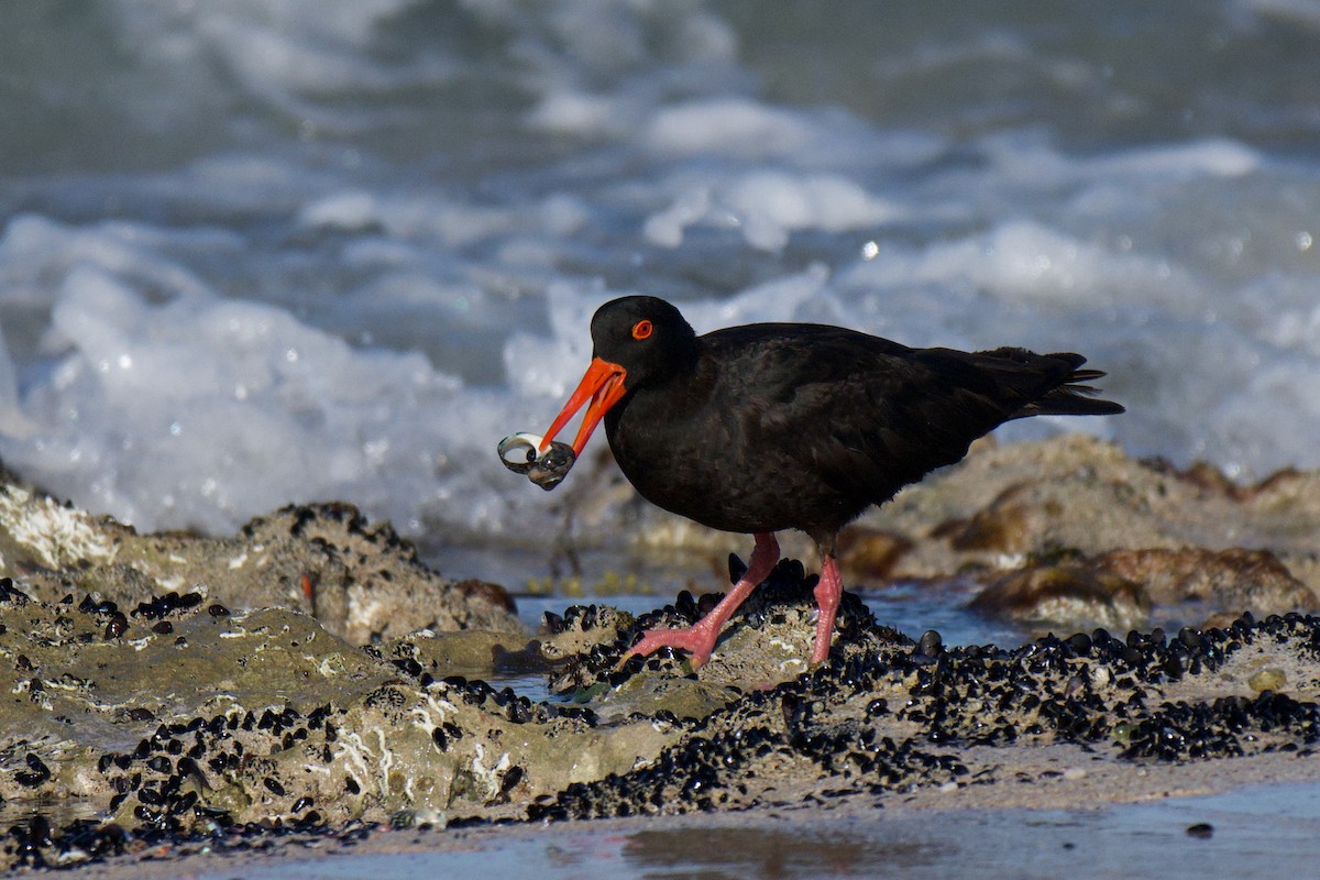Sooty Oystercatcher - ML647494582