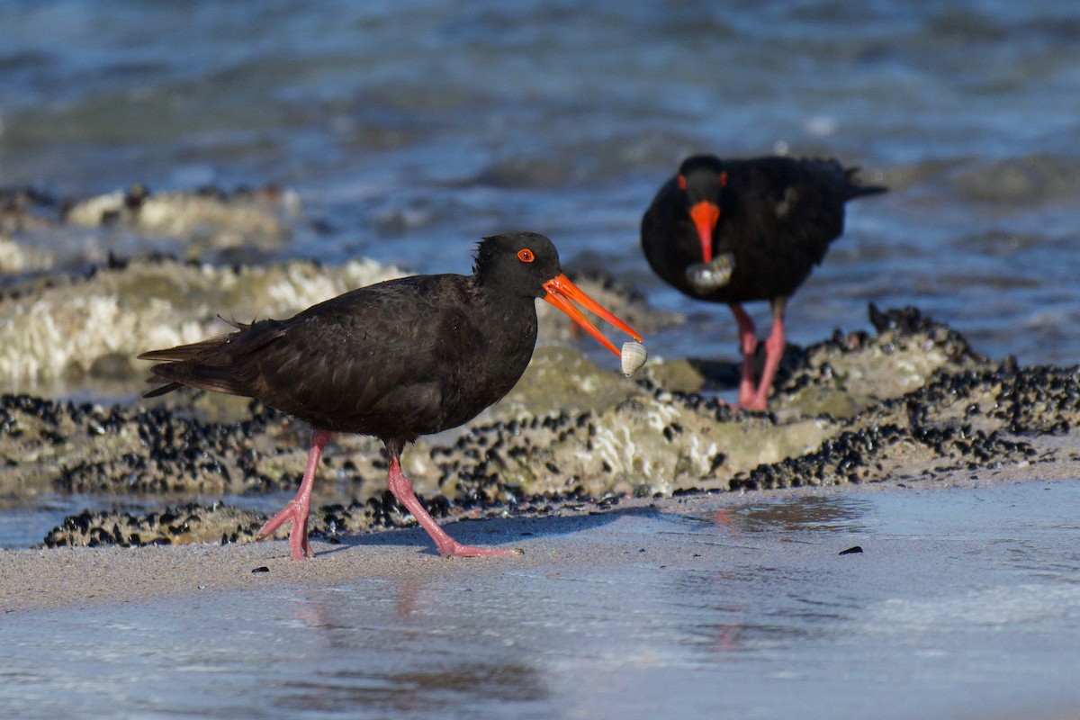 Sooty Oystercatcher - ML647494585