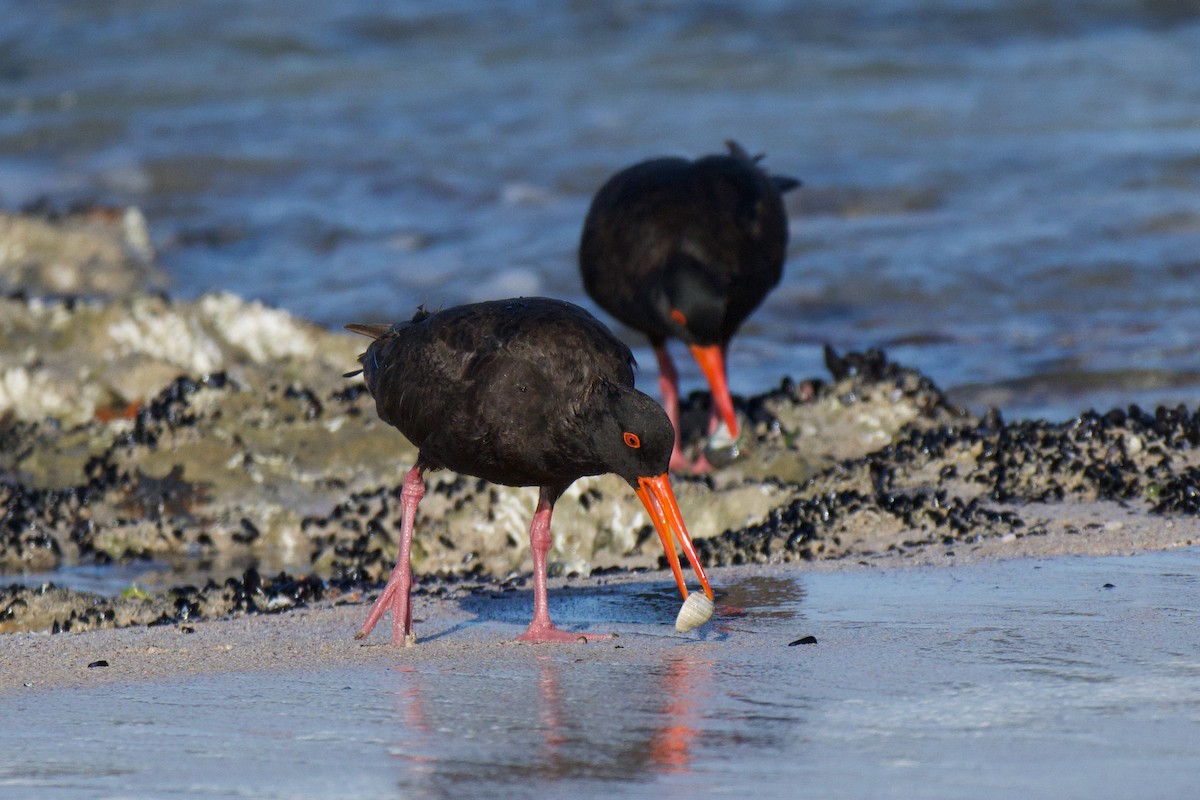 Sooty Oystercatcher - ML647494587
