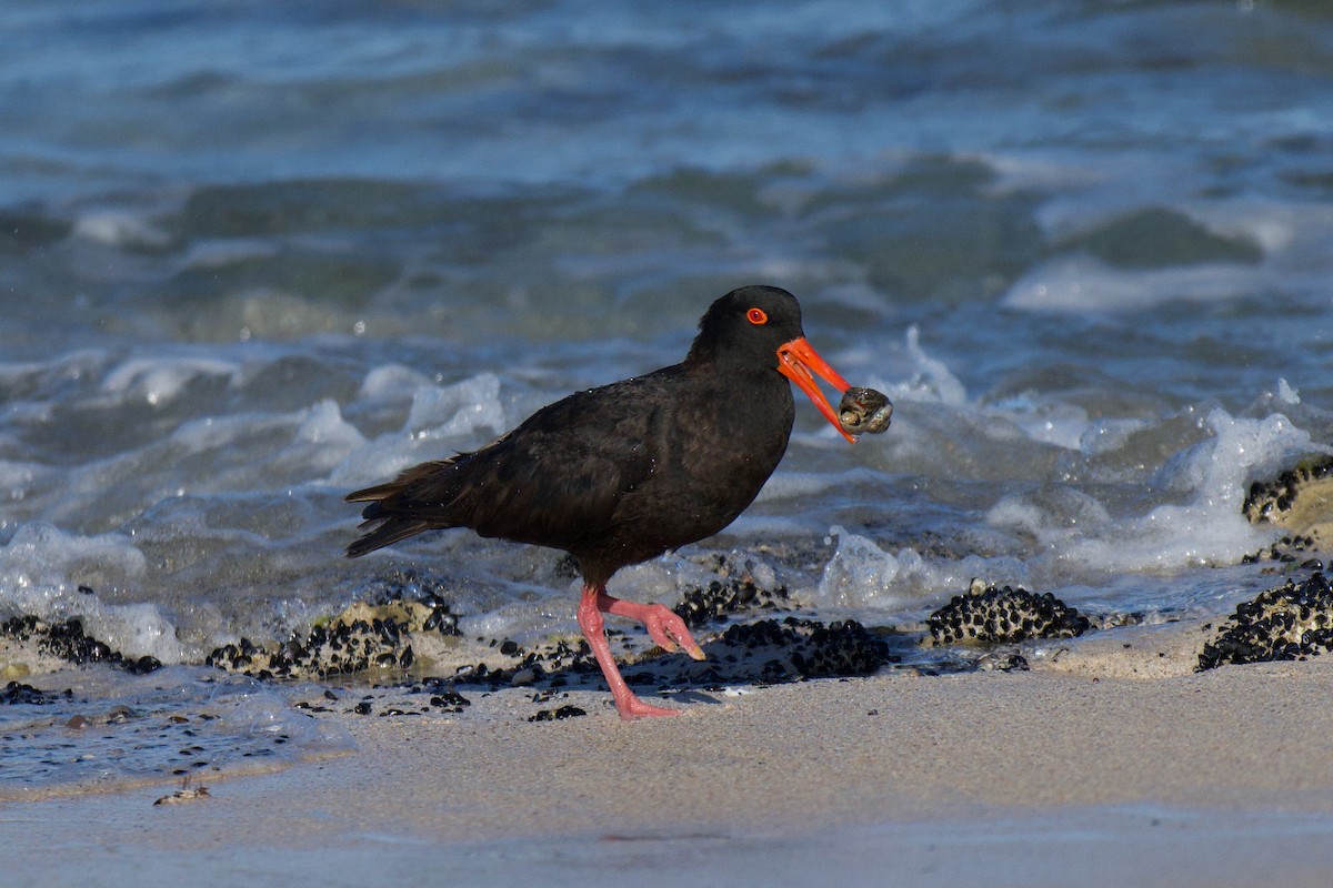 Sooty Oystercatcher - ML647494589
