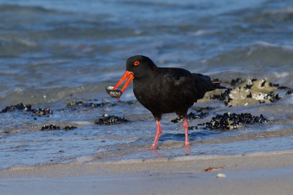 Ostrero Negro Australiano - ML647494590