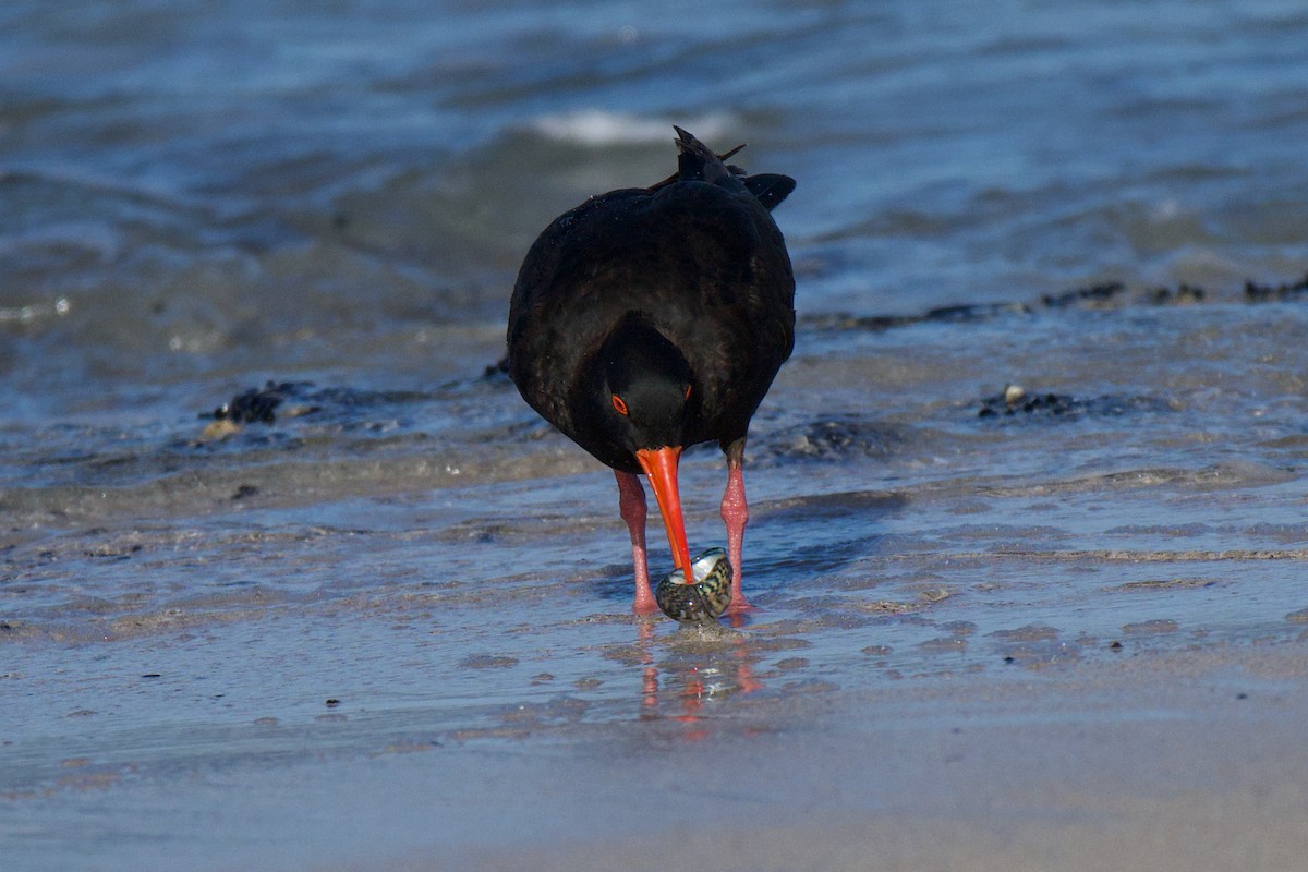 Sooty Oystercatcher - ML647494592