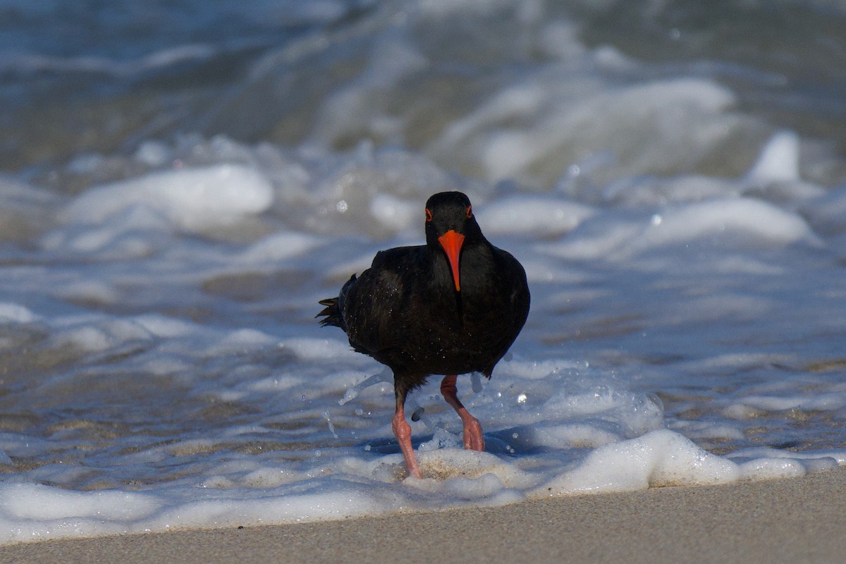 Sooty Oystercatcher - ML647494593
