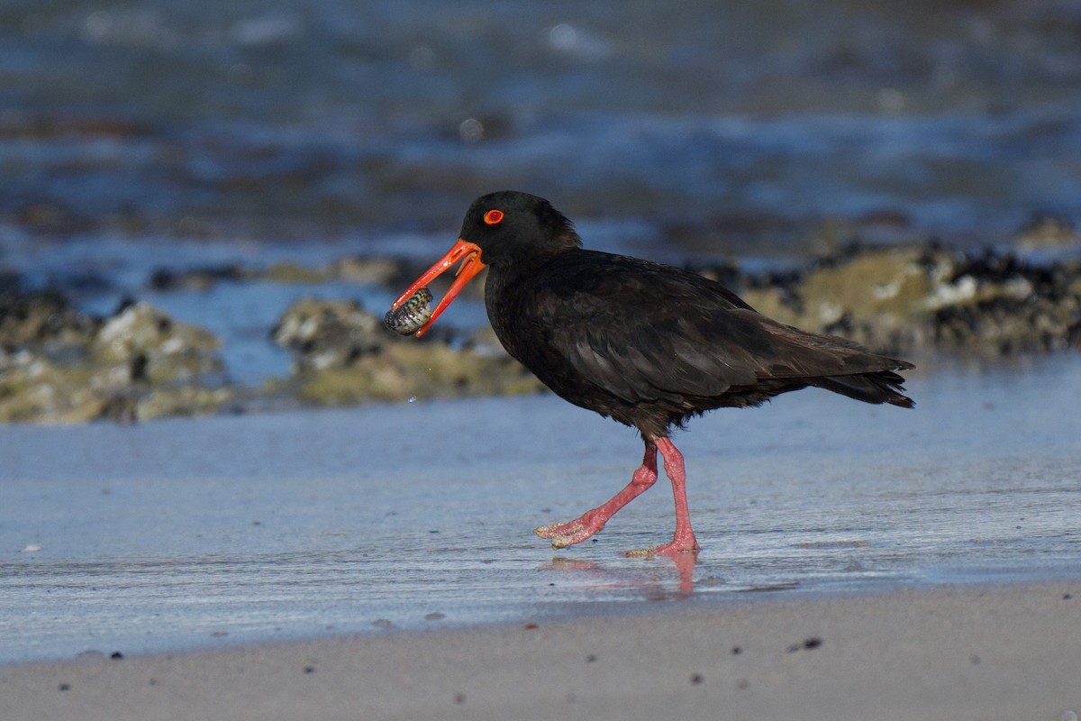 Sooty Oystercatcher - ML647494594