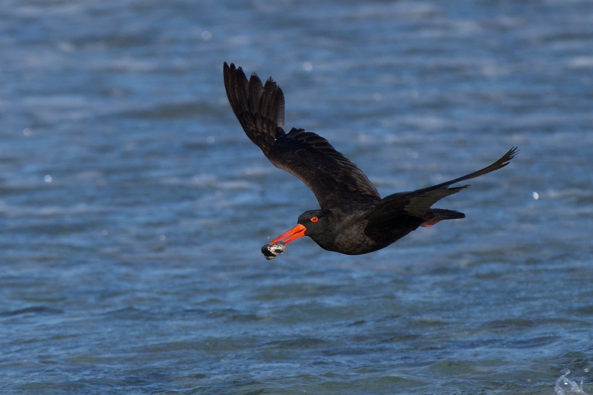 Ostrero Negro Australiano - ML647494597
