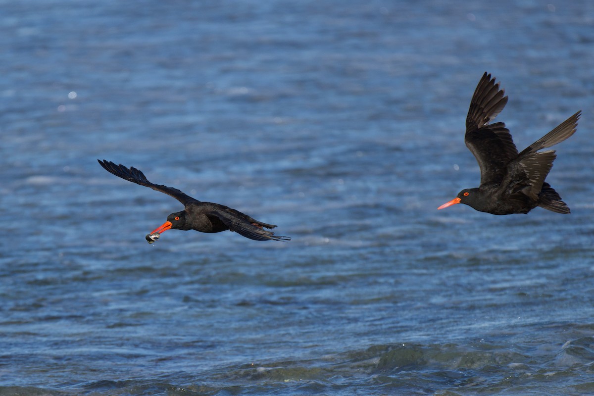 Ostrero Negro Australiano - ML647494598
